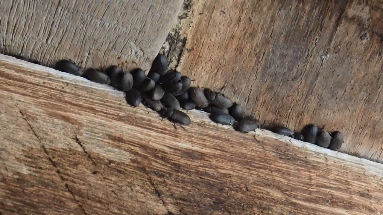 เกษตร แนะวิธีรับมือแมลงกระเบื้องบุกบ้าน แนะจัดการด้วยสารเคมีพ่นปราบยุงได้