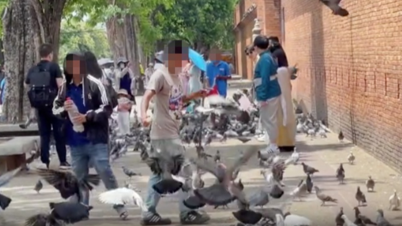 ไม่เข็ดหลาบ แก๊งขายอาหารนก ตื๊อ นทท.ประตูท่าแพ โผล่อีกนับ 10 เมินโดนจับ