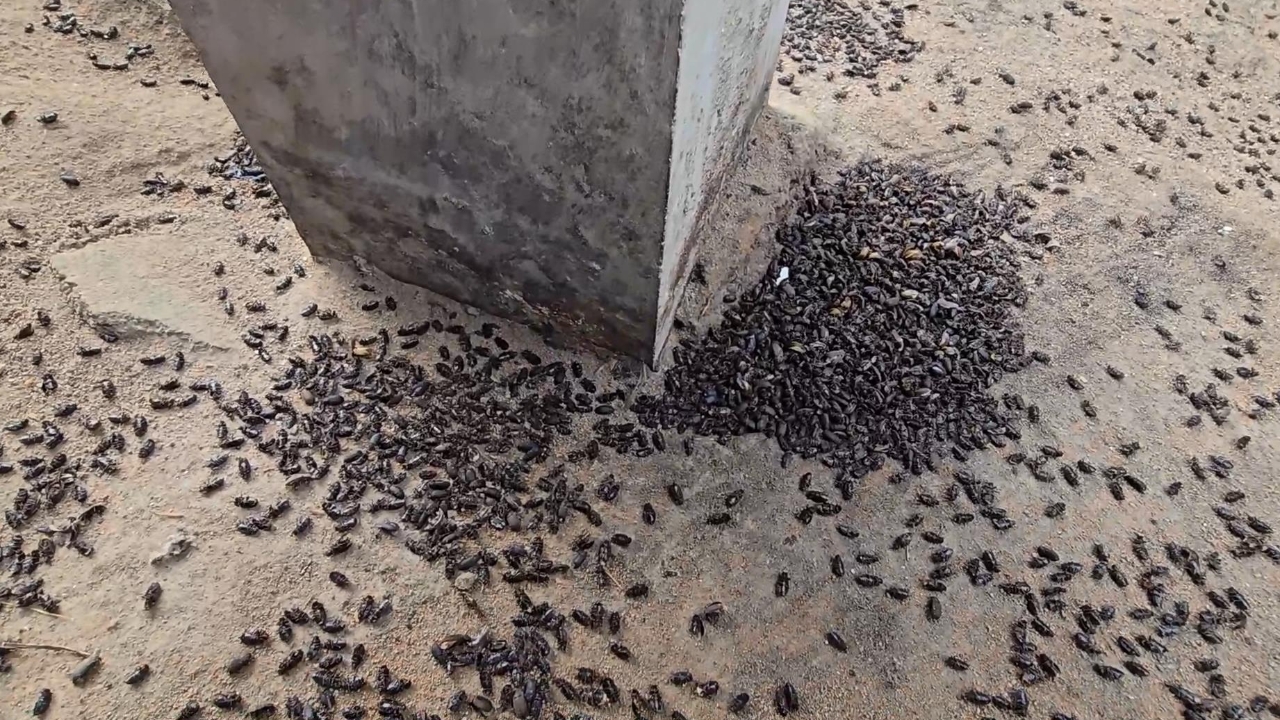 ยายวัย 89 ปี ร่ำไห้ ฝูงแมลงกระเบื้องบุกยึดบ้าน กำจัดเท่าไรก็ไม่หมด