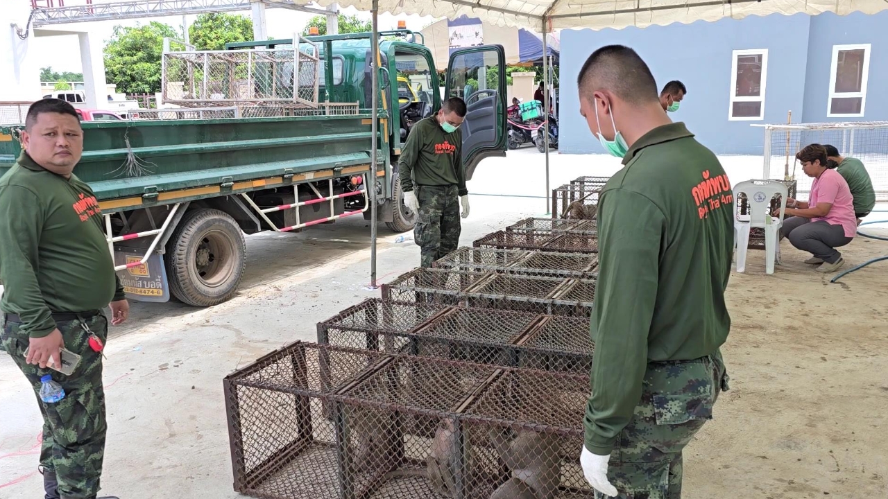 "ลพบุรี" ปิดเมืองจับลิง ล่าตามตึกทะลุเป้า วันที่ 3 รวบได้กว่า 200 ตัว