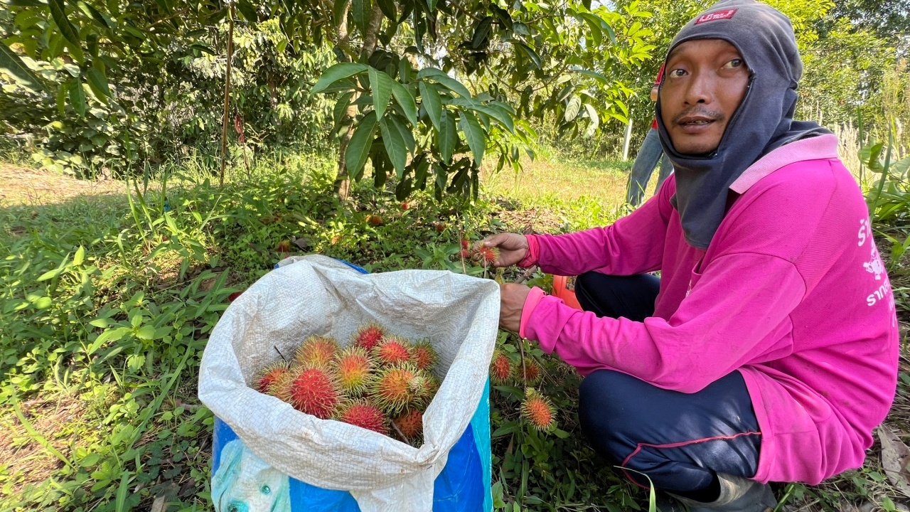 ชาวสวนตราดเร่งเก็บเงาะสีทองขายตลาด ราคาลง กก.ละ 22 บาท หลังเคยพุ่งแตะ กก.ละ 100