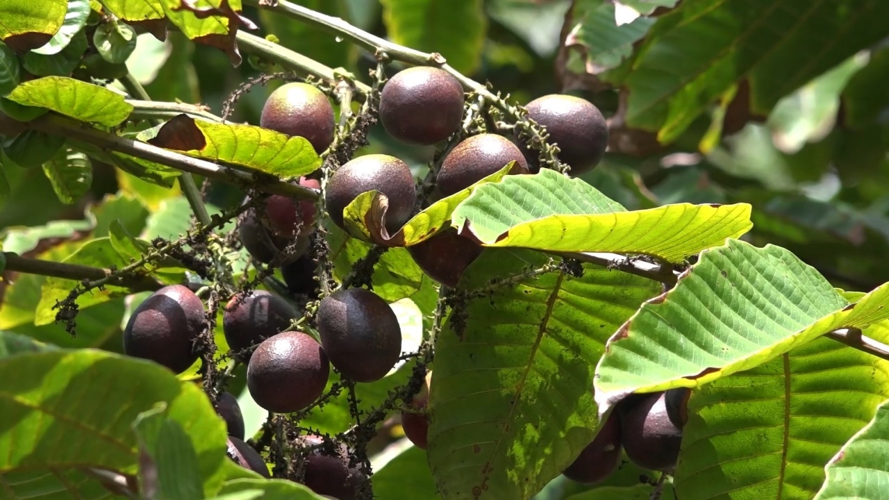 เที่ยวสวนลำไยคริสตัลจัมโบ้ที่ อ.สะเดา ราคาดี กก.ละ 800 บาท อยากกินต้องสั่งจอง