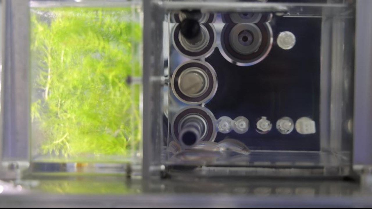 จีนพา "ปลา" สู่อวกาศ ทดลองสร้างอควาเรียมเลี้ยงปลาในสภาวะไร้น้ำหนัก