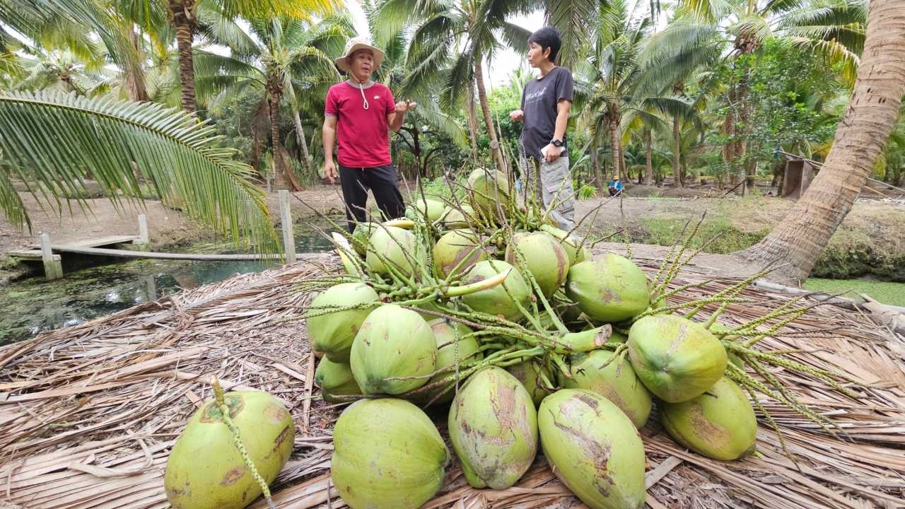 อากาศร้อนมะพร้าวน้ำหอมราชบุรี ผลผลิตลดลง 90% เกษตรกรเริ่มขาดทุนต่อเนื่อง 