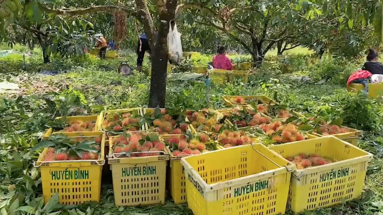 แฉ ล้งและพ่อค้าหน้าใหม่ กดราคาเงาะชาวสวนตราด หวังออเดอร์ส่งตลาดเวียดนาม