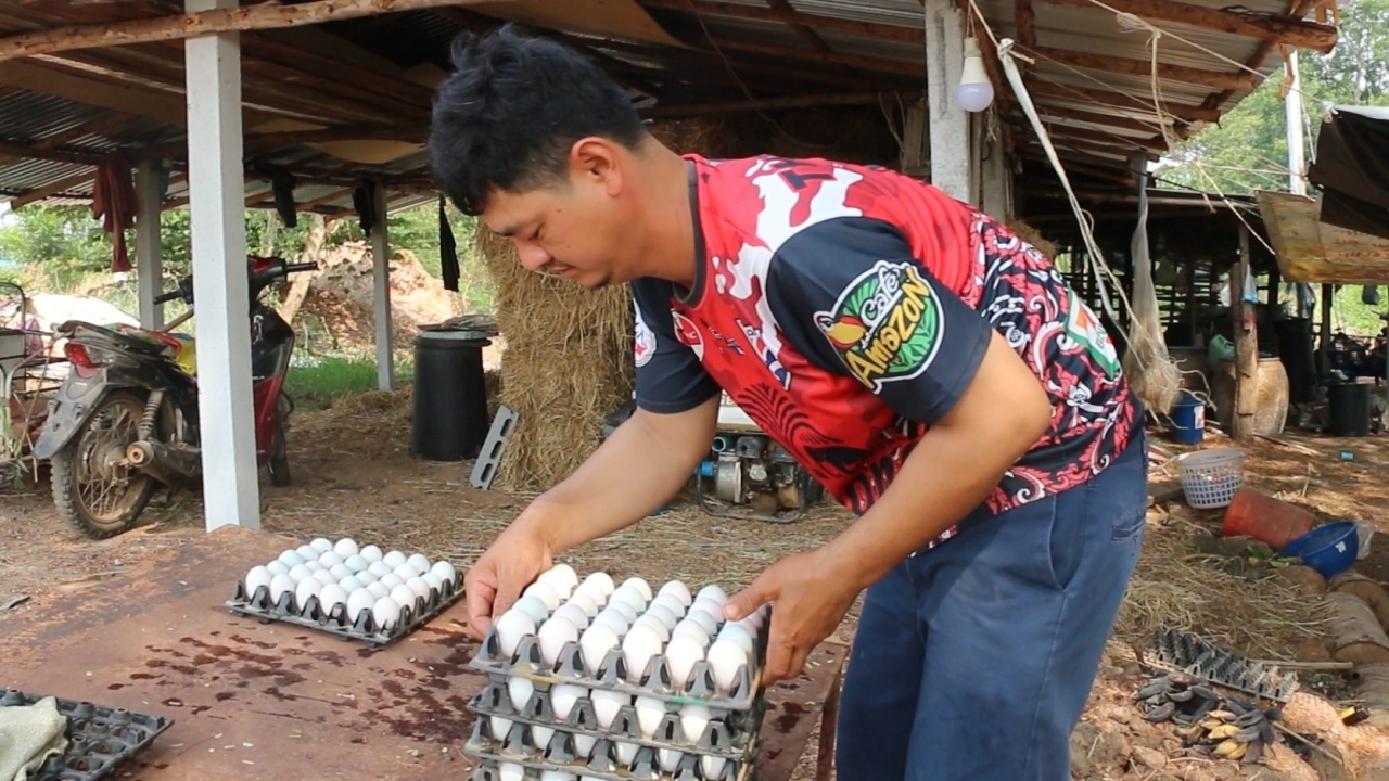 อากาศร้อนเป็ดออกไข่น้อย ทำให้ สมาคมผู้เลี้ยงเป็ดไข่ปรับขึ้นราคาฟองละ 20 สต.