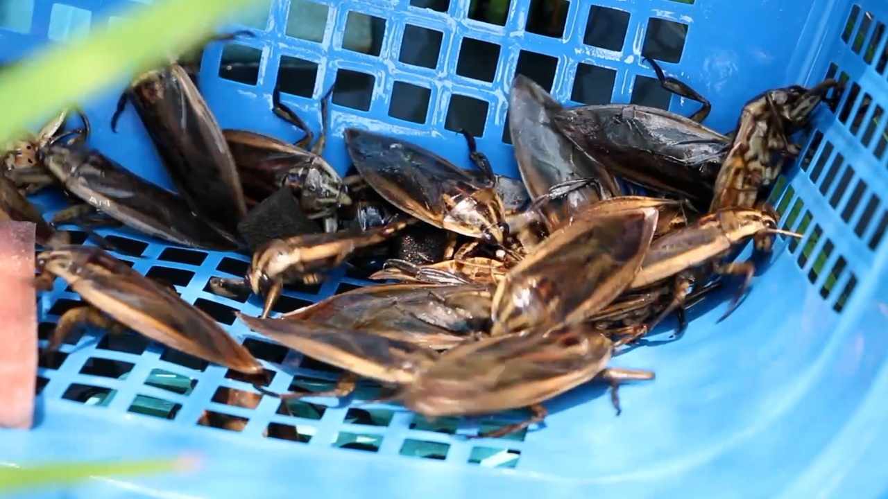 แม่ค้ากับข้าวเลี้ยงแมงดานา นำมาแปรรูปเป็นแจ่วบอง สร้างรายเดือนละ 3-4 หมื่น