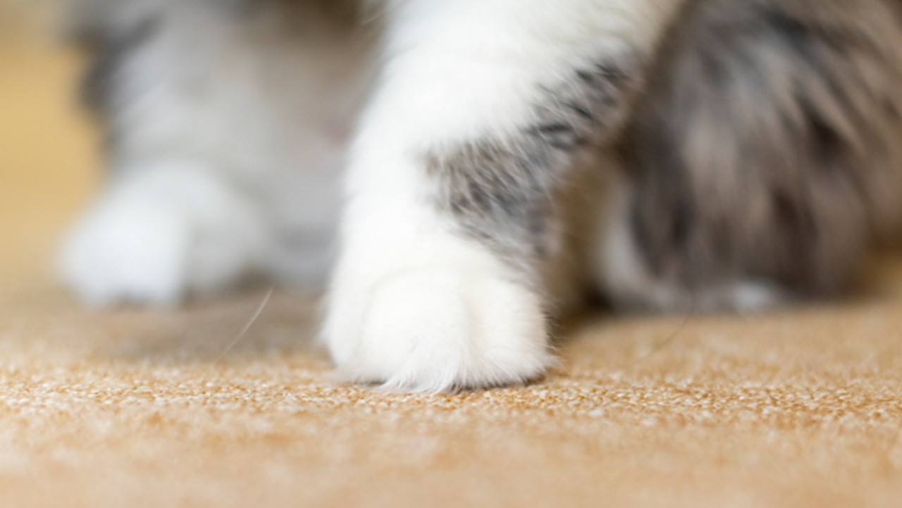 ชายชาวเกาหลีใต้ถูกตัดสินจำคุก 14 เดือน ฐานฆ่าแมว 76 ตัว