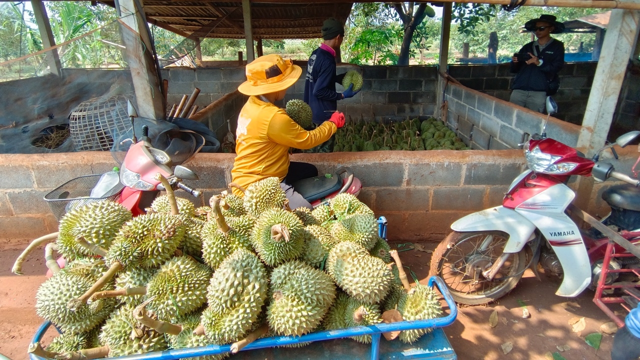 เกษตรกรครบุรีช้ำ ทุเรียนร่วงหลายตัน หาทางออกไม่ได้ พ้อเจอทั้งร้อน-พายุทำสวนล่ม