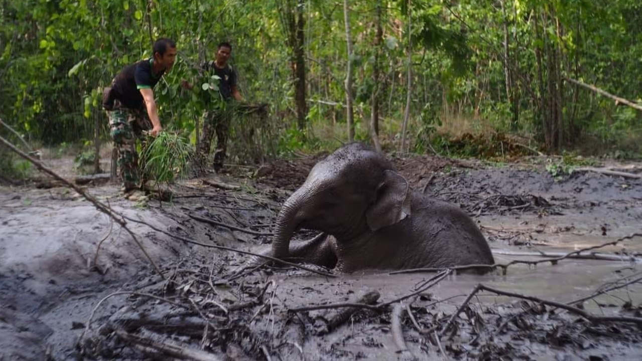 "ลูกช้างป่า" ตกบ่อโคลน อุทยานแห่งชาติทับลาน ล่าสุดโขลงมาช่วยขึ้นไปแล้ว