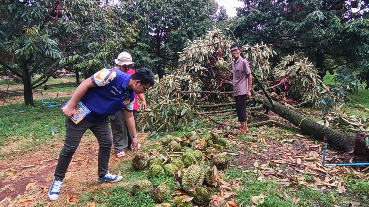 พายุฤดูร้อนถล่มครบุรี พัดสวนทุเรียนเสียหายกว่า 10 ราย ลูกร่วงจากต้นนับ 10 ตัน