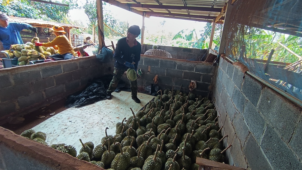 ชาวสวนทุเรียนครบุรี ตัดใจขายผลอ่อนร่วง กก.ละ 10 บาท ส่งโรงงานขนมกับไอศกรีม