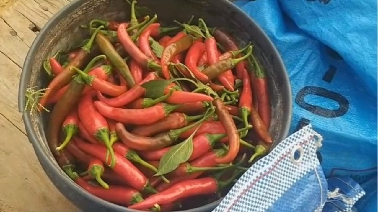 เกษตรกรบ้านดอนแท่น อ.สูงเม่น ทำสวนพริกหลังนา ชูเป็นพืชเศรษฐกิจสร้างรายได้งาม 