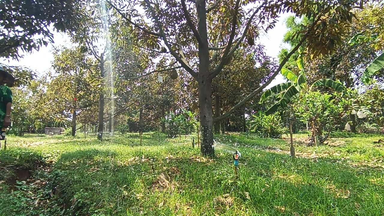 สวนทุเรียนครบุรีรับมืออากาศร้อน ปรับแผนการให้น้ำทั้งวัน ป้องกันลูกร่วงหล่น