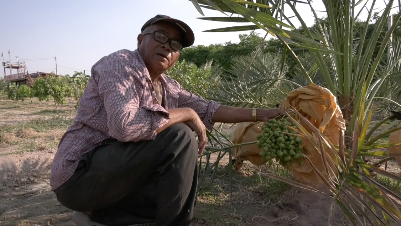ชาวไร่โคราชปลูกอินทผลัมแทนไร่มันสำปะหลังที่ไม่ประสบความสำเร็จ ชูราคาดีแถมทนแล้ง
