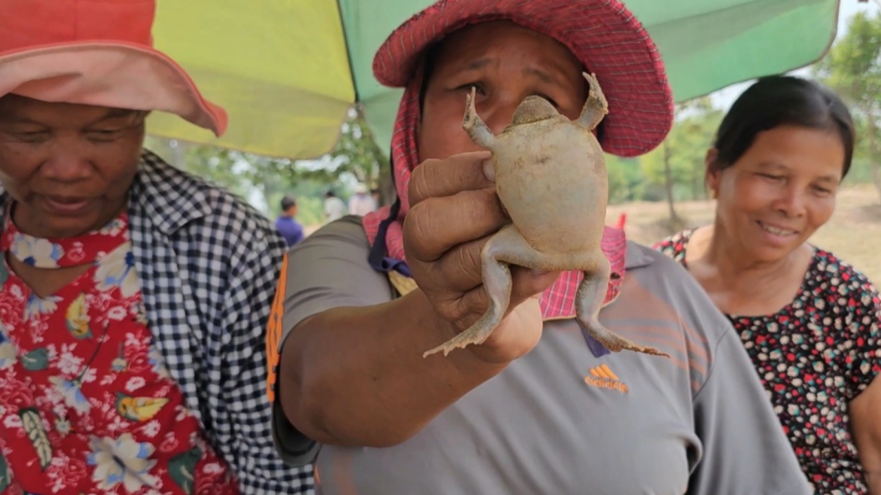 ขายดี "อึ่งไข่" จากป่าชายแดนเขมร กก.ละ 350 บาท