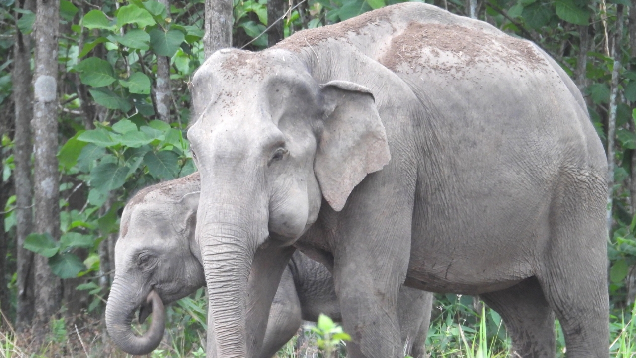 หมอล็อต เผยช้างป่า "พังแก้มป่อง" อาการดีขึ้น กินได้ แต่อายุไม่น้อยแล้ว