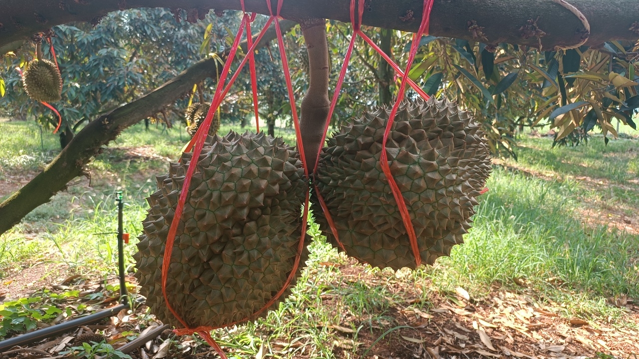 สวนลุงหนวดโคราช โชว์ทุเรียนแฝด 2 ลูกขั้วเดียว บ่งชี้บำรุงต้นได้สมบูรณ์ดี