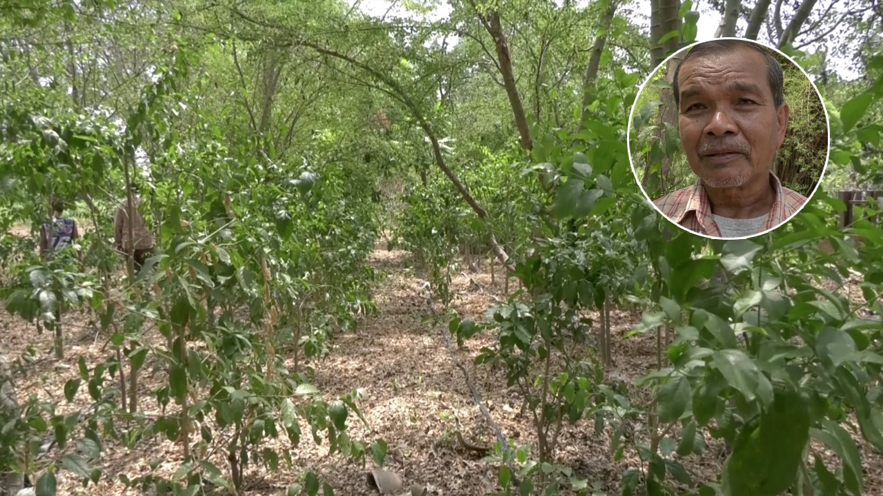 คุณตาโคราชทำสวนปลูกผักหวานป่าพันต้น เก็บใบขายทำรายได้เดือนละ 1-1.5 หมื่นบาท