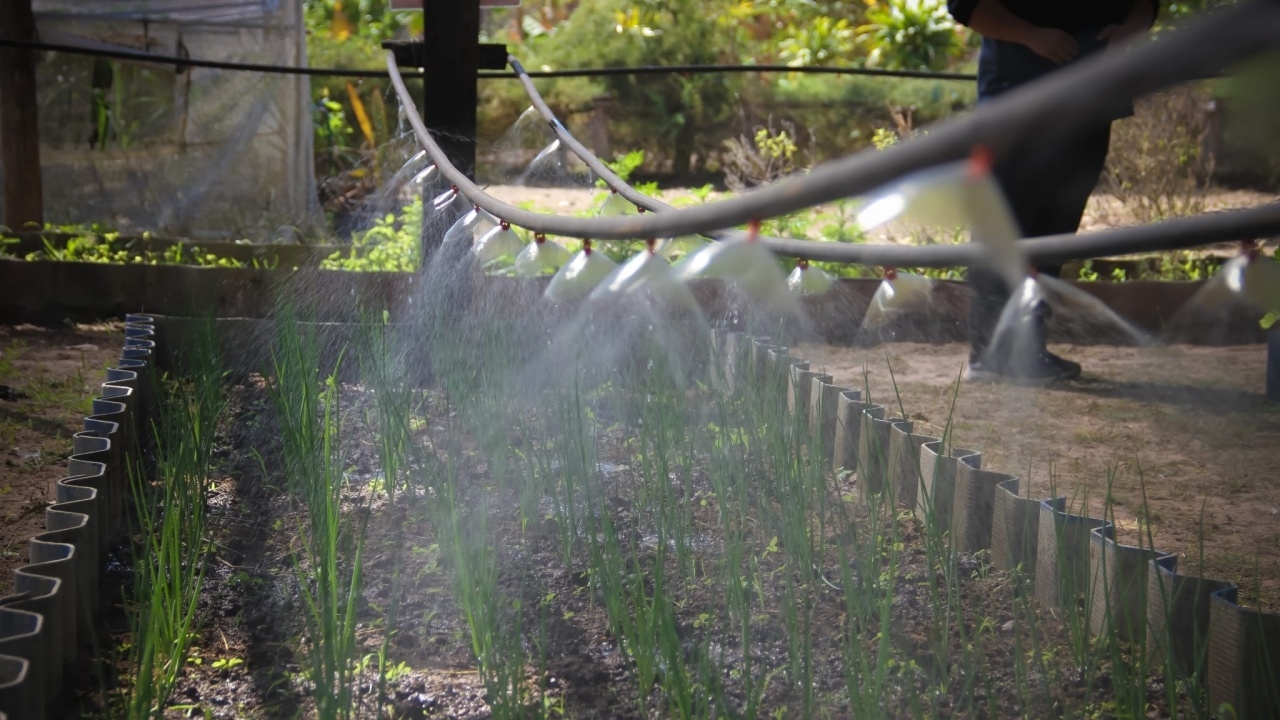 กรมส่งเสริมการเกษตร แนะเกษตรกรใช้ 7 วิธีดูแลพืชผักในช่วงฤดูแล้ง อากาศร้อนจัด