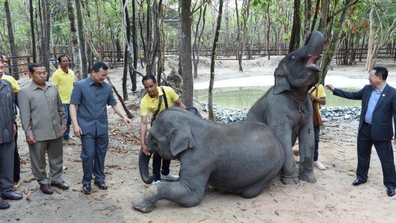 สุดดีใจ ลาวมอบ ‘ช้างเอเชีย’ ให้กัมพูชา เปิดบทใหม่ประวัติศาสตร์ความสัมพันธ์