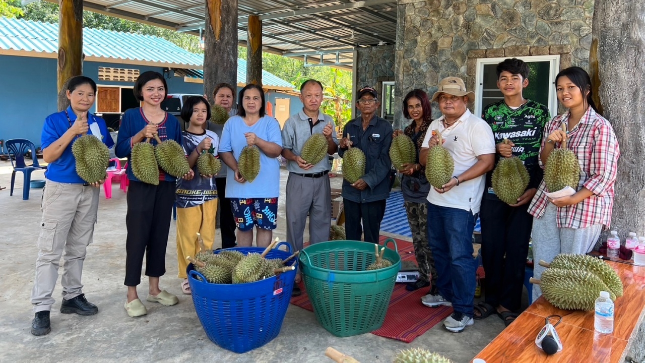 สวนทุเรียนอร่อยใกล้ กทม. หมอนทองท่าตะเกียบ อร่อยหวานกรอบไม่แพ้ของภาคตะวันออก