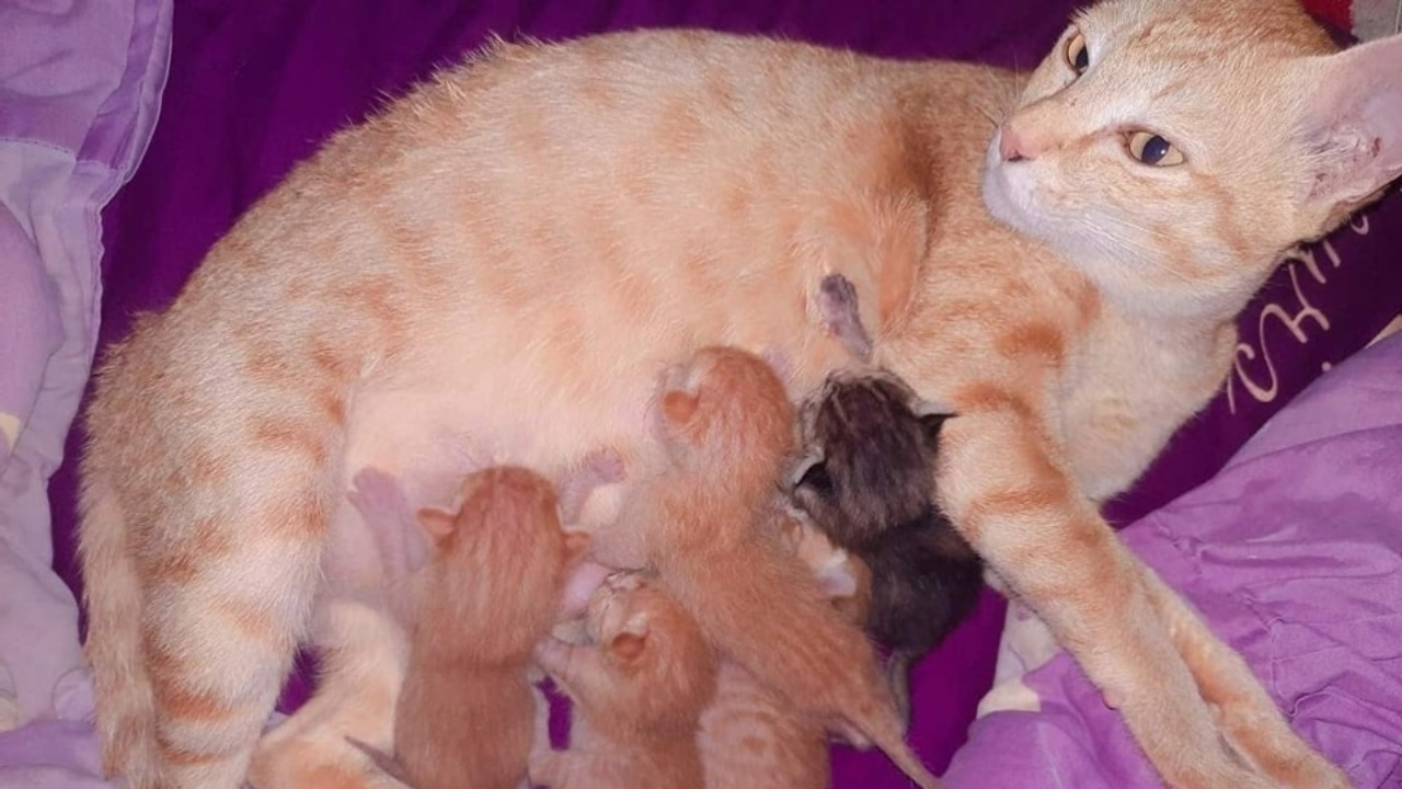 ย้อนคดีสะเทือนใจทาส "แม่แมวขนุน" ถูกกรีดท้อง จับขึงพืด อึ้งฝีมือเด็ก 13