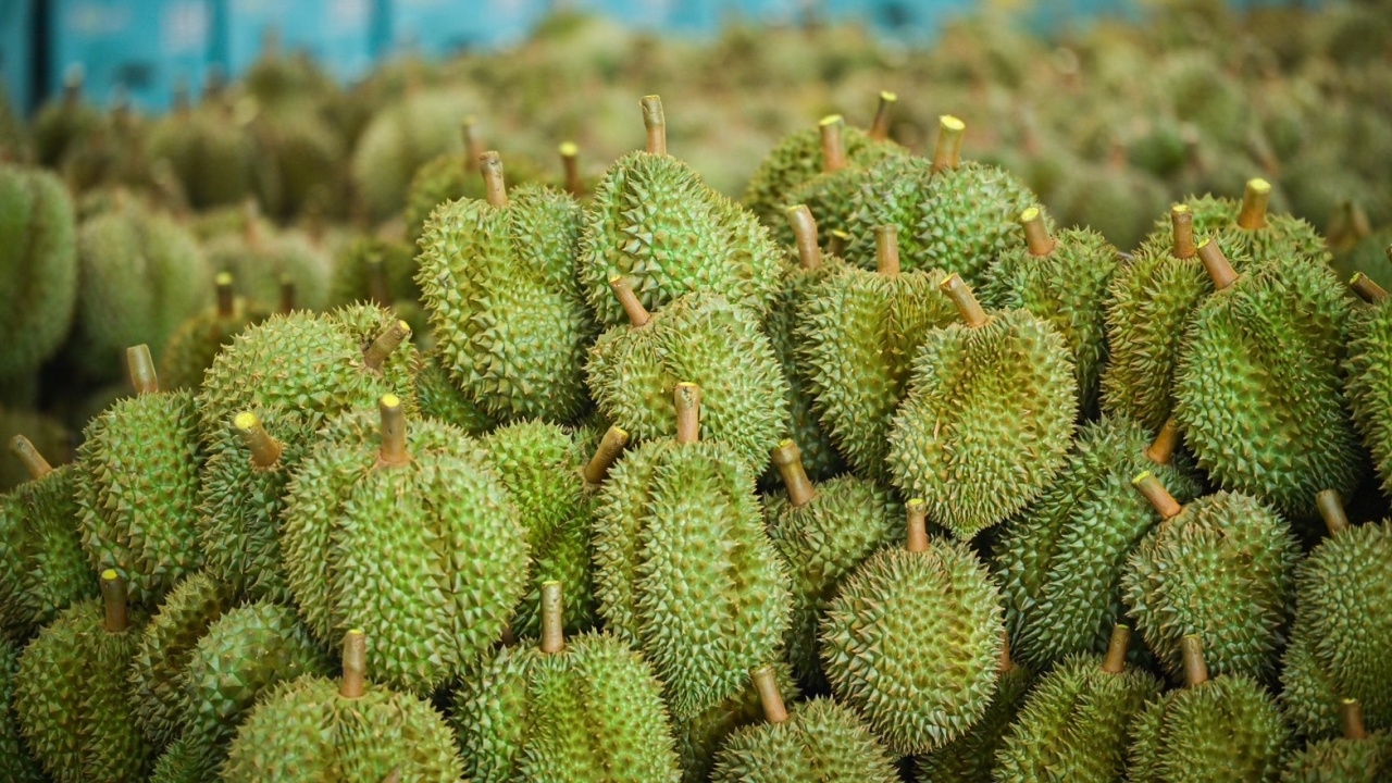 มกอช.รับลูก รมว.เกษตรฯ ยกระดับคุณภาพทุเรียนไทย มุ่งเป้าส่งออกกว่าแสนล้านบาท