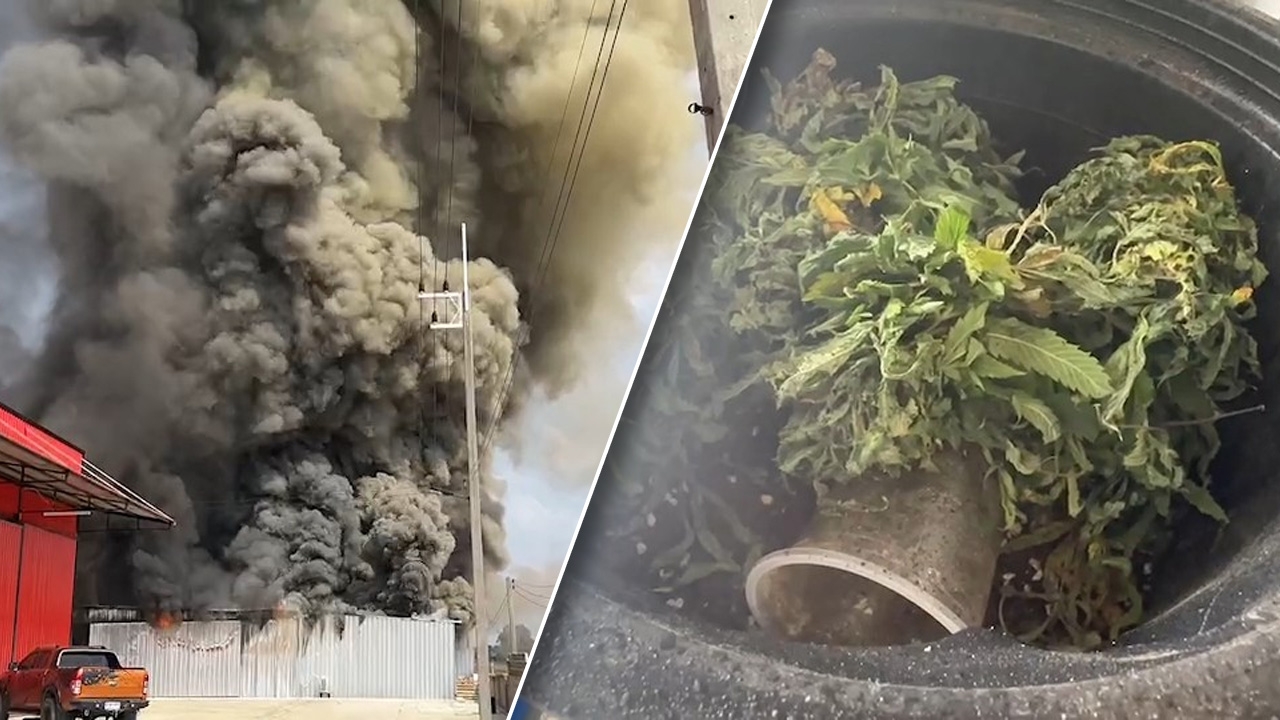 ไฟไหม้โกดังปลูกกัญชาควันโขมง คนงานปีนกำแพงหนีตาย คาดไฟฟ้าลัดวงจร