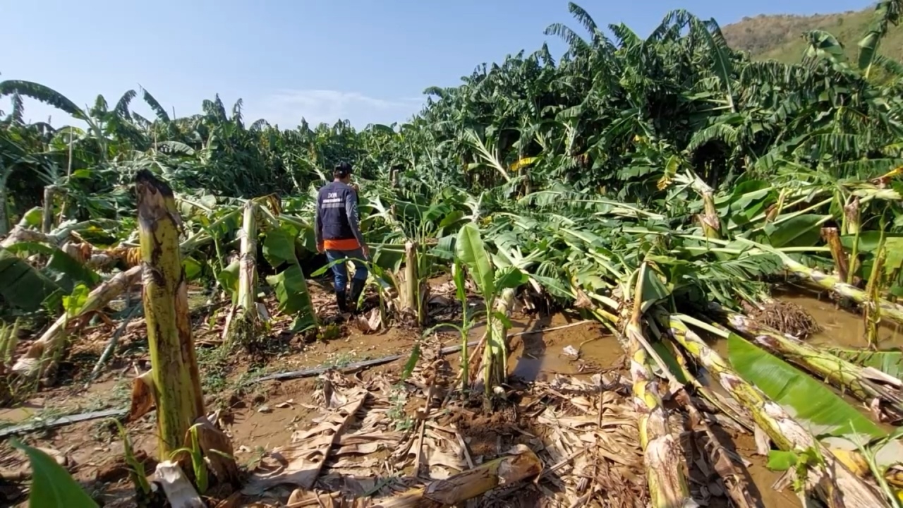 เกษตรกรน้ำตาตก พายุฤดูร้อนถล่มสวนกล้วยหอมทองที่ปราณบุรี พังราบเสียหายเป็นล้าน