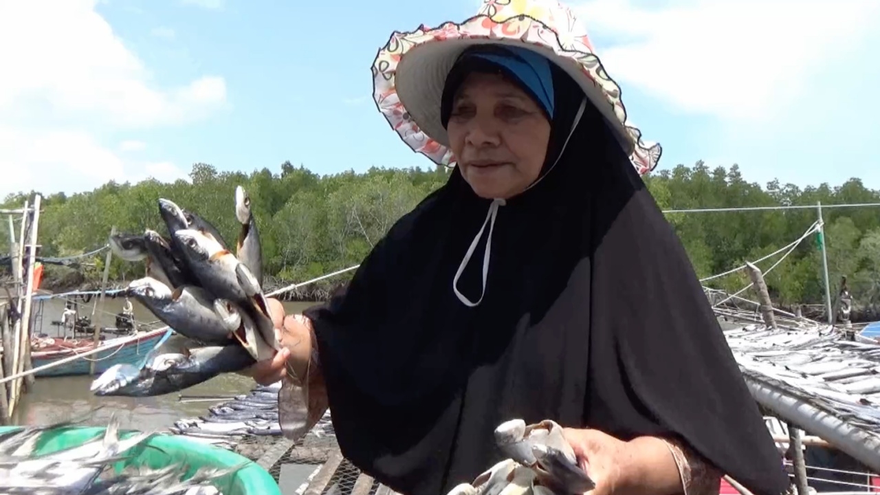 ยายชาวสตูล พลิกวิกฤติอากาศร้อน ทำปลาเค็มขาย ทำรายได้วันละ 700-800 บาท