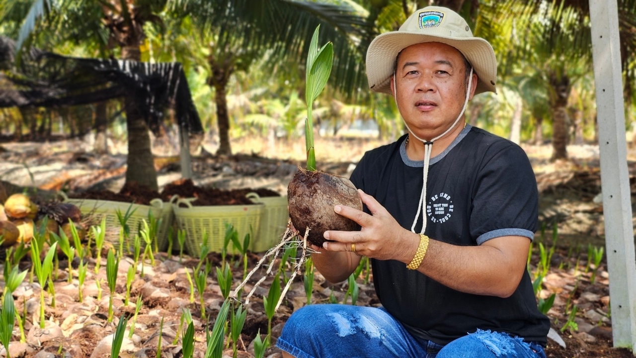 ชาวสวนราชบุรี เพาะพันธุ์มะพร้าวน้ำหอมดำเนินสะดวก ยอดขายดีหลังฝนแรกเริ่มตก
