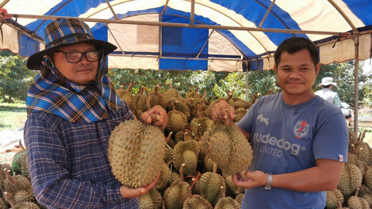 สวนทุเรียนภูเขาไฟบุรีรัมย์ 6 ปี ได้ลอตแรกเกือบ 7 ตัน ล้งเหมาซื้อกำไรเฉียดล้าน