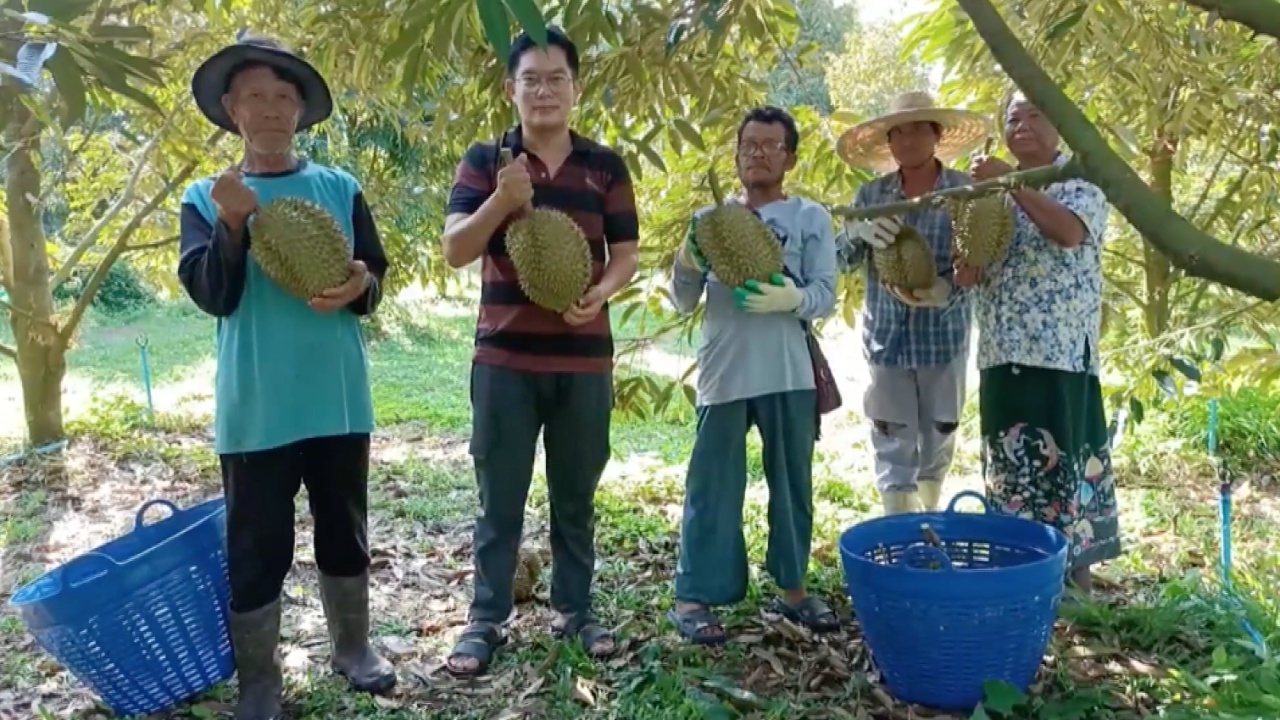 สวนทุเรียนแปลงใหญ่ ปราจีนฯ ปลูกหมอนทองกว่าร้อยไร่ ใช้เวลา 7 ปี ผลผลิตออกเพียบ