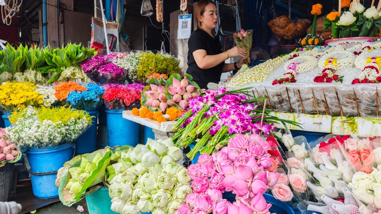 เชียงใหม่ดอกบัวขายดีรับวิสาขบูชาโลก 67 ราคาถูกลงกว่าปีก่อน เพราะปลูกได้มากขึ้น