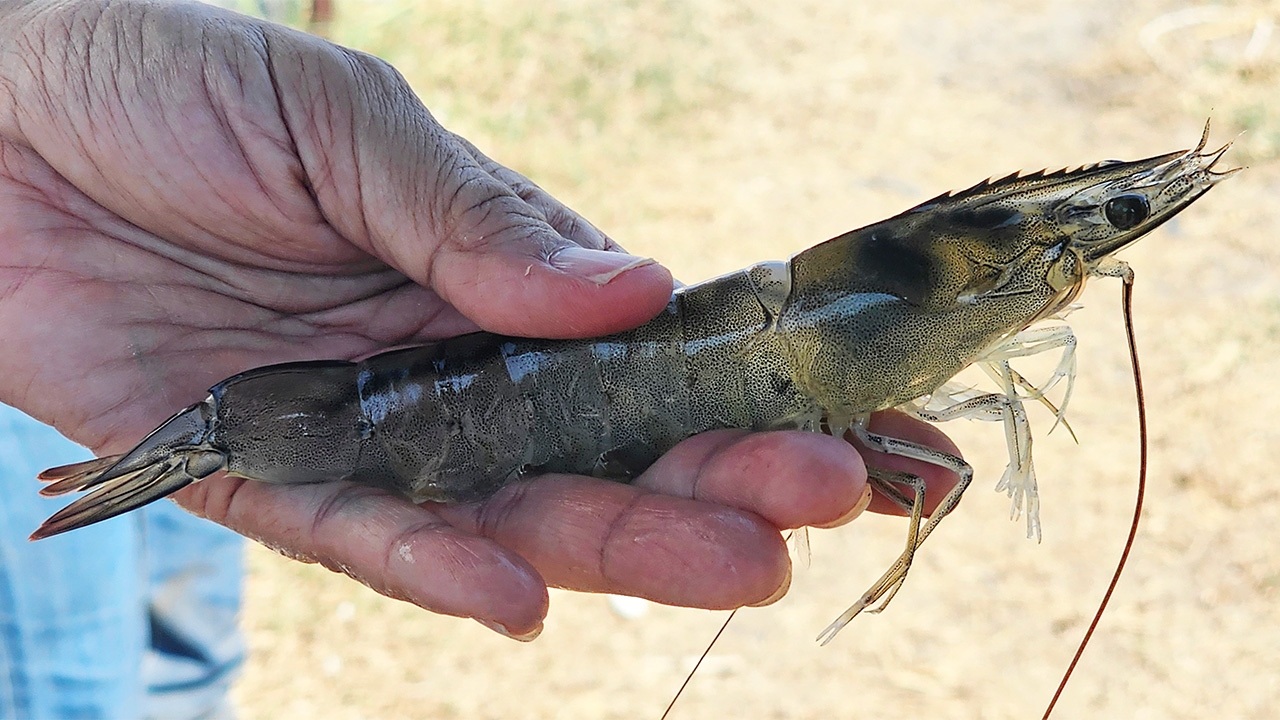 กุ้งสายโตไว เลี้ยงยังไง? 80 วัน 30 ตัว/กก.
