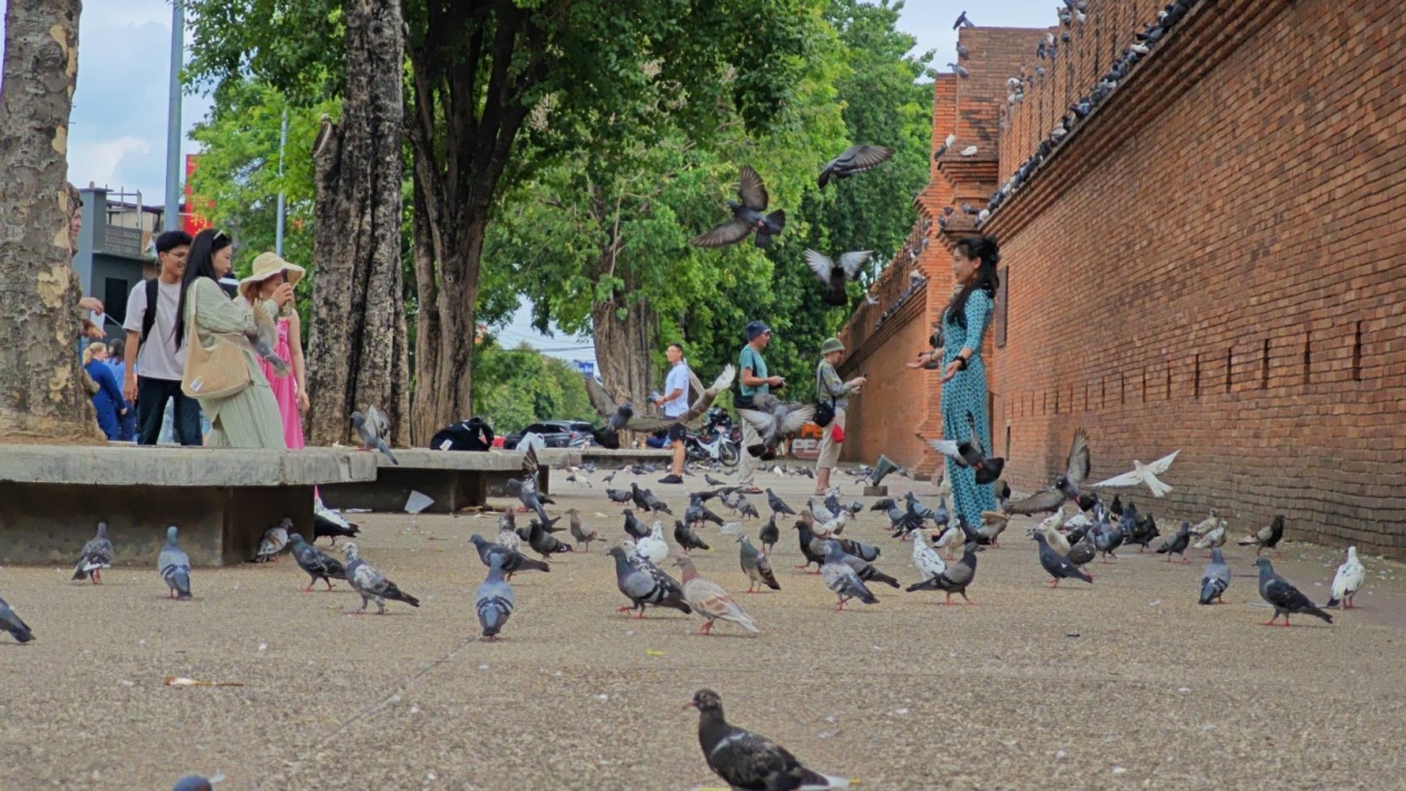 "มาเฟียนกพิราบ" หายเกลี้ยง ตร.ปรับคนละ 100 ชาวบ้านเชื่อเดี๋ยวกลับมาอีก