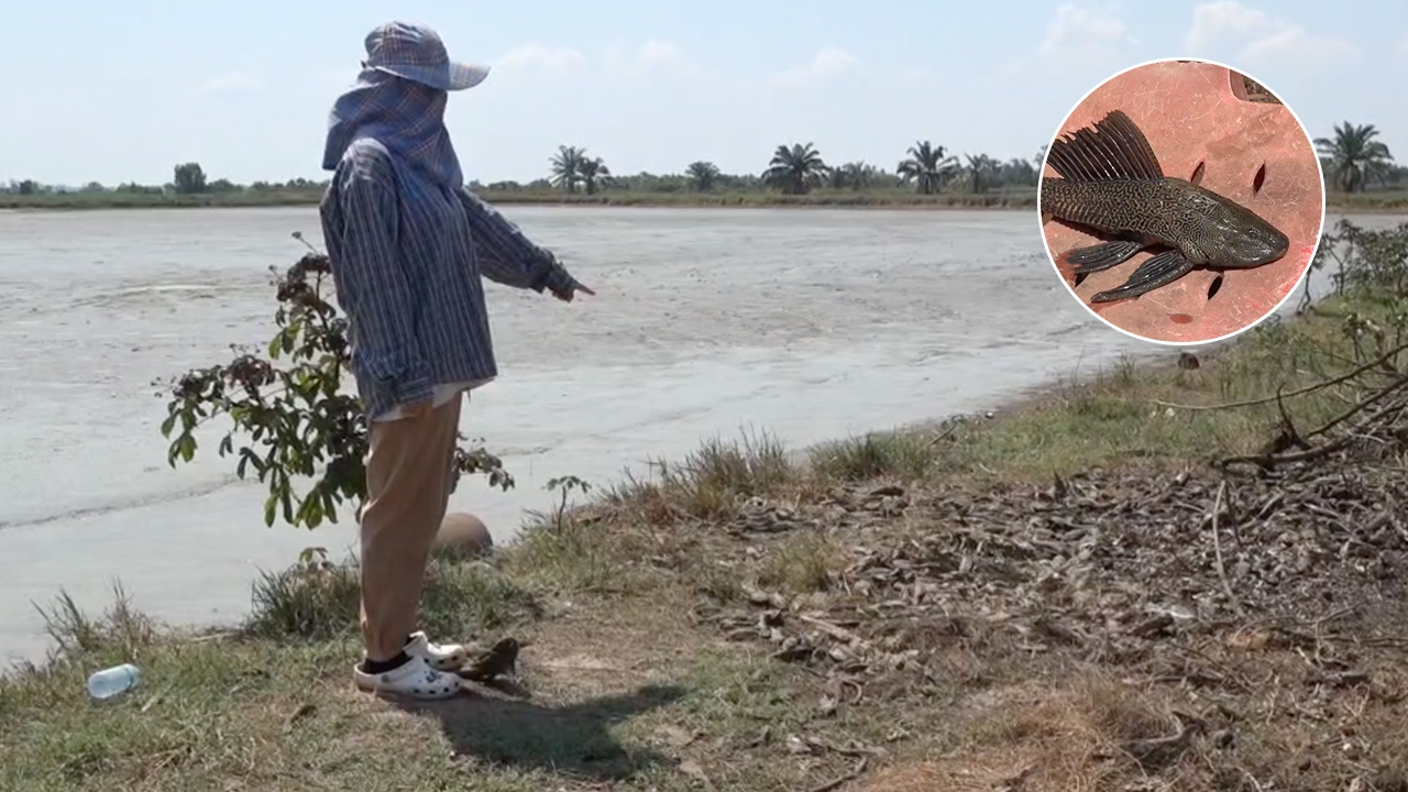 เจ้าของบ่อปลานิลที่ปราจีนฯ ใจดียกปลาซัคเกอร์ ให้บ่อปลาดุกไปเป็นอาหารฟรีๆ