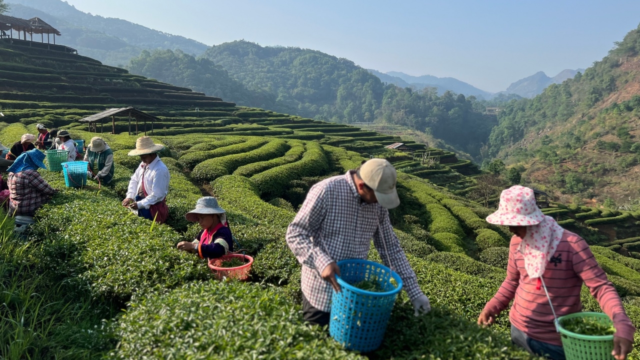 ชาวบ้านเก็บชาอินทรีย์ ท่ามกลางอุณหภูมิ 18-19 องศาฯ บนดอยโครงการหลวงอ่างขาง