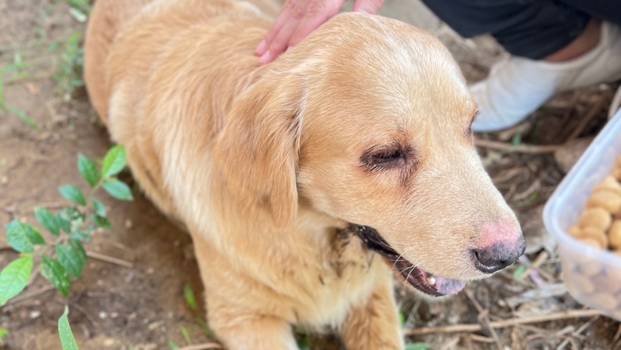 เห็นแล้วเศร้า น้องหมาวิ่งตามกระบะนำมาปล่อย หมดแรง นั่งน้ำตาไหล