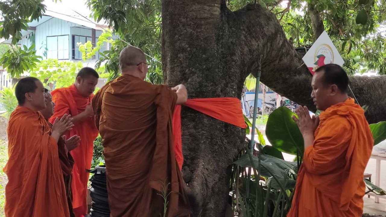 สืบชะตาลิ้นจี่ต้นแรกอำเภอแม่ใจ อบจ.พะเยาเปิดตลาดบีบี จำหน่ายลิ้นจี่คุณภาพ