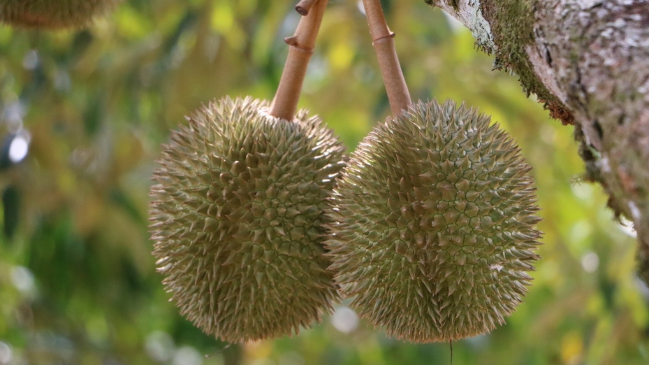 ออกสู่ตลาดแล้ว "สาลิกา" ทุเรียนบ้านเบอร์ 1 ภาคใต้ ของแท้ GI อ.กะปง จ.พังงา