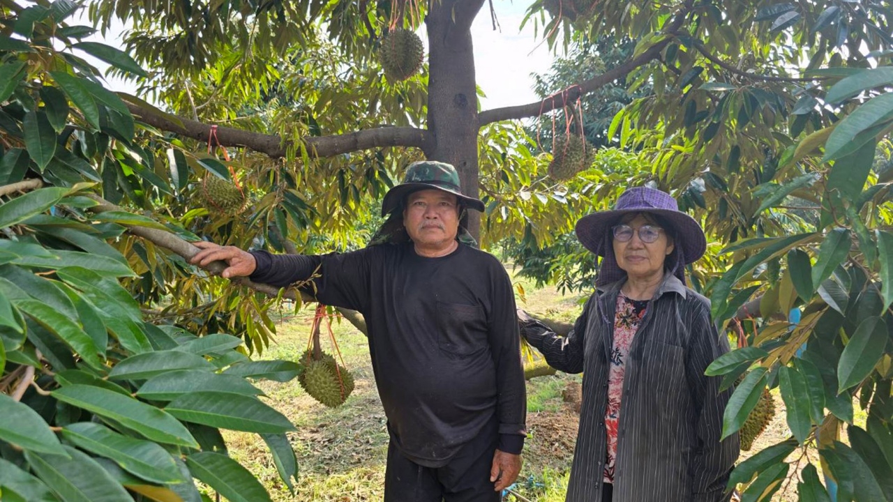 สมความทุ่มเท ลุงป้าชาวรัตนวาปีปลูกทุเรียนหมอนทอง ออกลอตแรก ขายหมดกว่าร้อย กก.