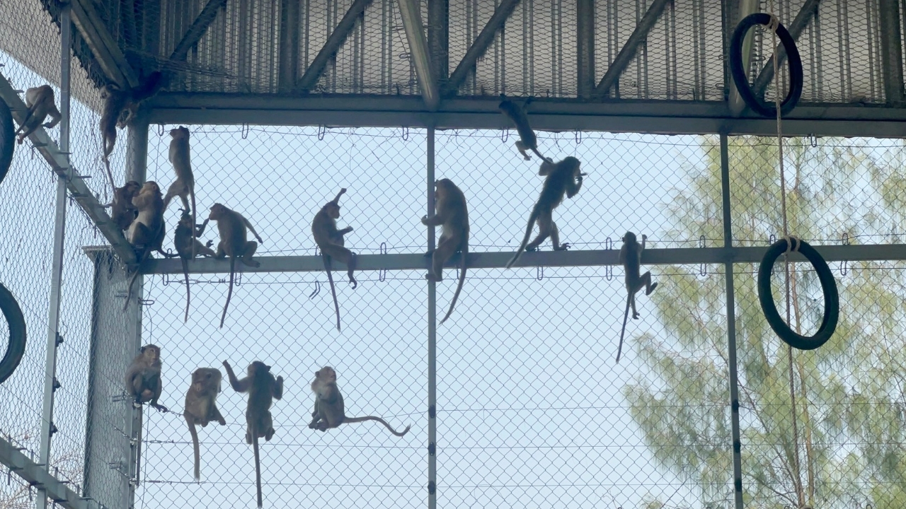 "ลพบุรี" ปล่อยลิงหัวโจกชุดแรก ทดสอบกรง 1 แย้มแนวคิดนายกฯผุด "พิภพวานร"