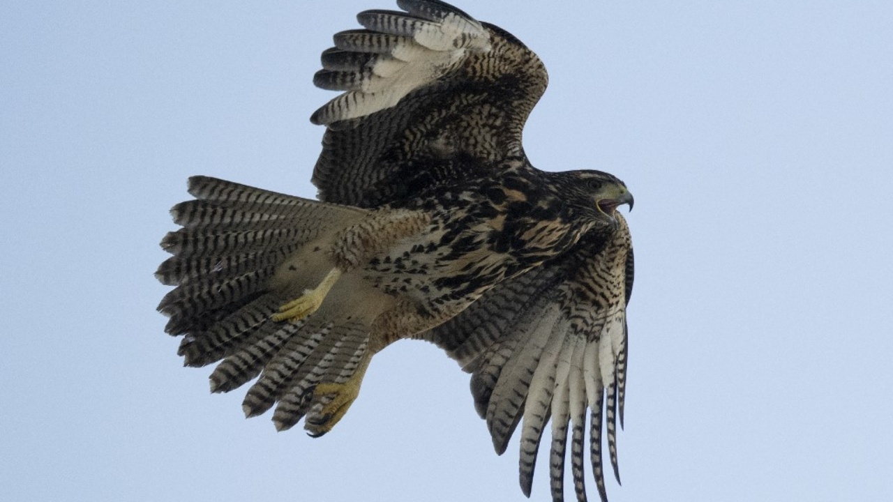 คราวเคราะห์ หญิงเทกซัสเจ็บหนัก หลังเหยี่ยวทำงูหล่นใส่แขน