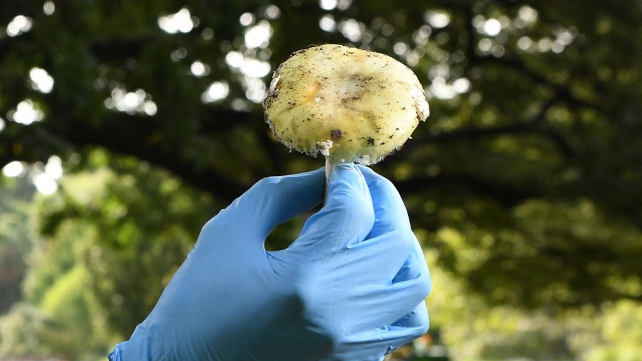 ครอบครัวออสเตรเลียกินเห็ดป่า ตาย 3 สาหัส 1-ตร.ไม่ตัดประเด็นวางยา