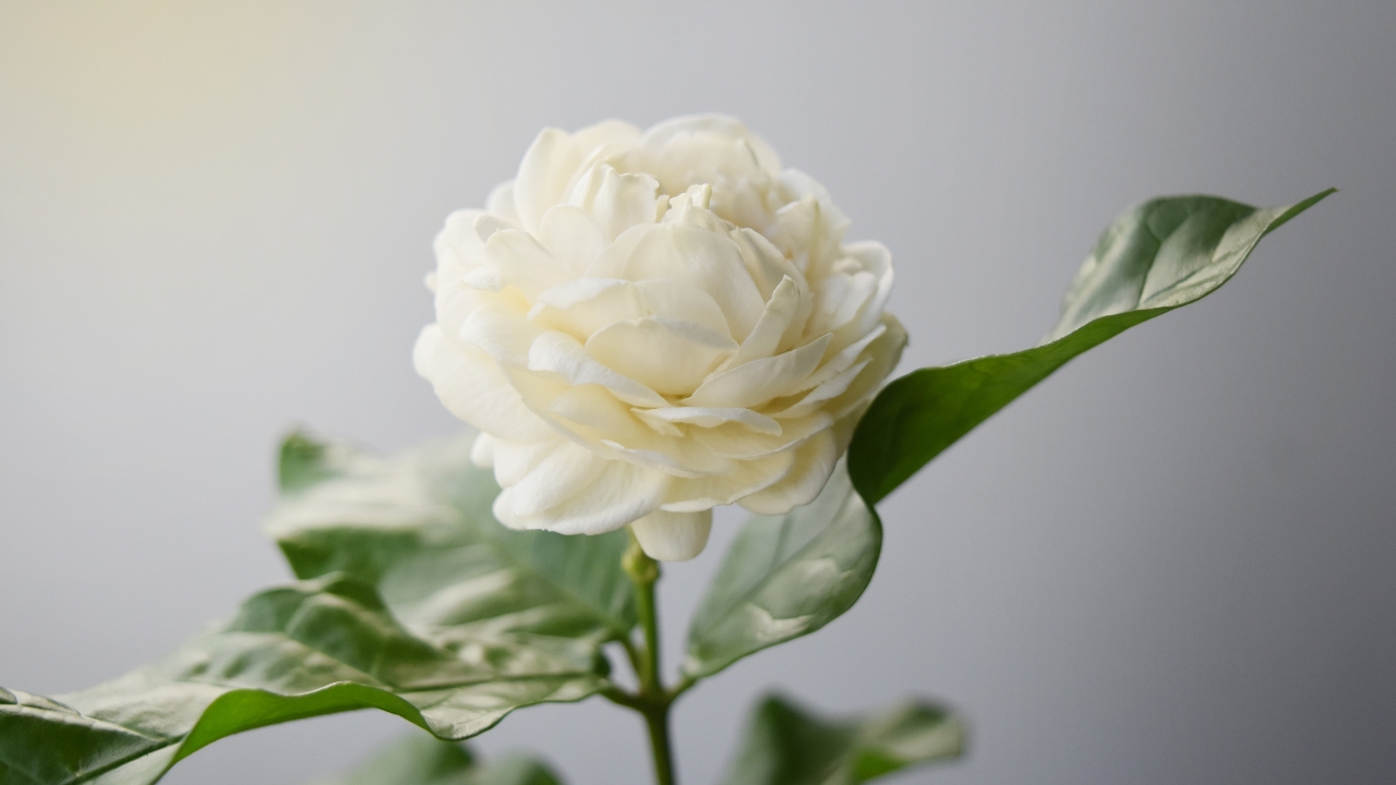 เปิดความหมาย ดอกมะลิวันแม่ พร้อมแจกวิธีทำดอกมะลิวันแม่สวยๆ ง่ายๆ ด้วยตัวเอง