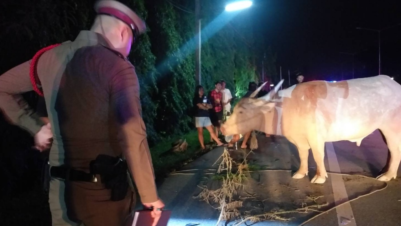 ควายเผือกเชือกหลุด เตลิดลงถนนชน จยย.ล้ม เพื่อนขับรถเก๋งตามมาทับดับ 