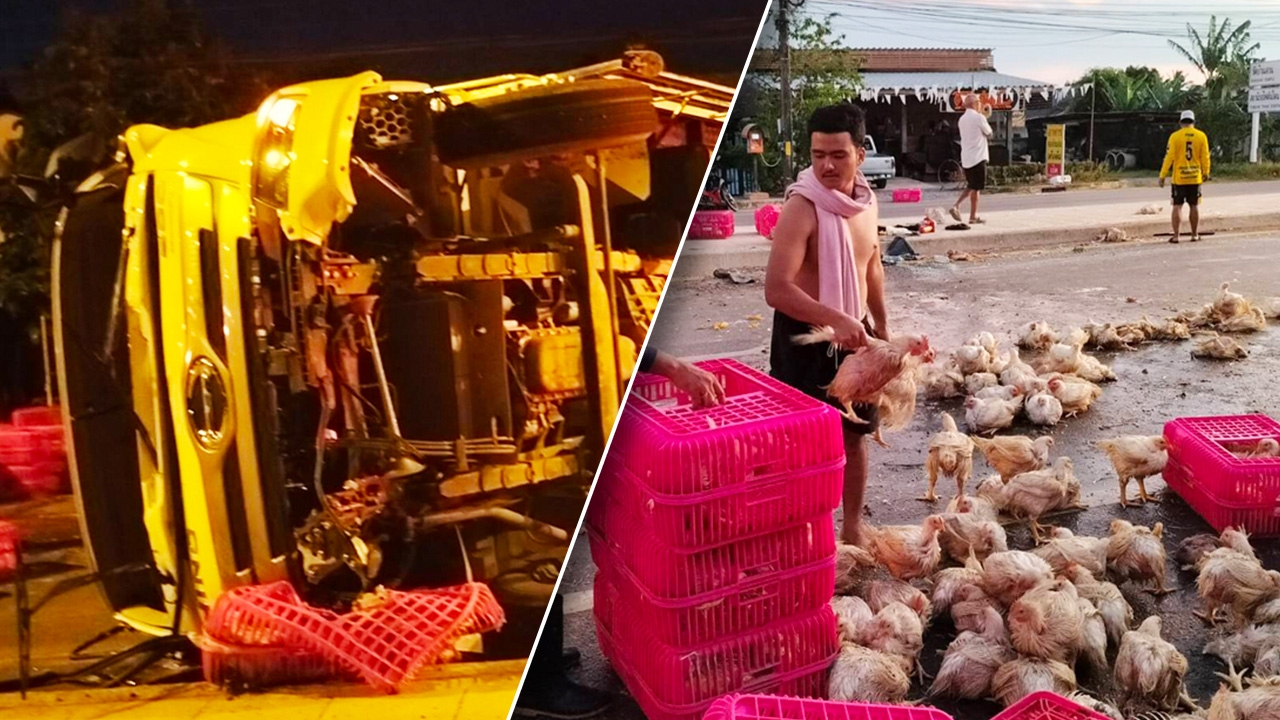 สลด 6 ล้อบรรทุกไก่เนื้อ 2 พันตัว พลิกคว่ำ เทกระจาด ทำตายเกลื่อนถนน