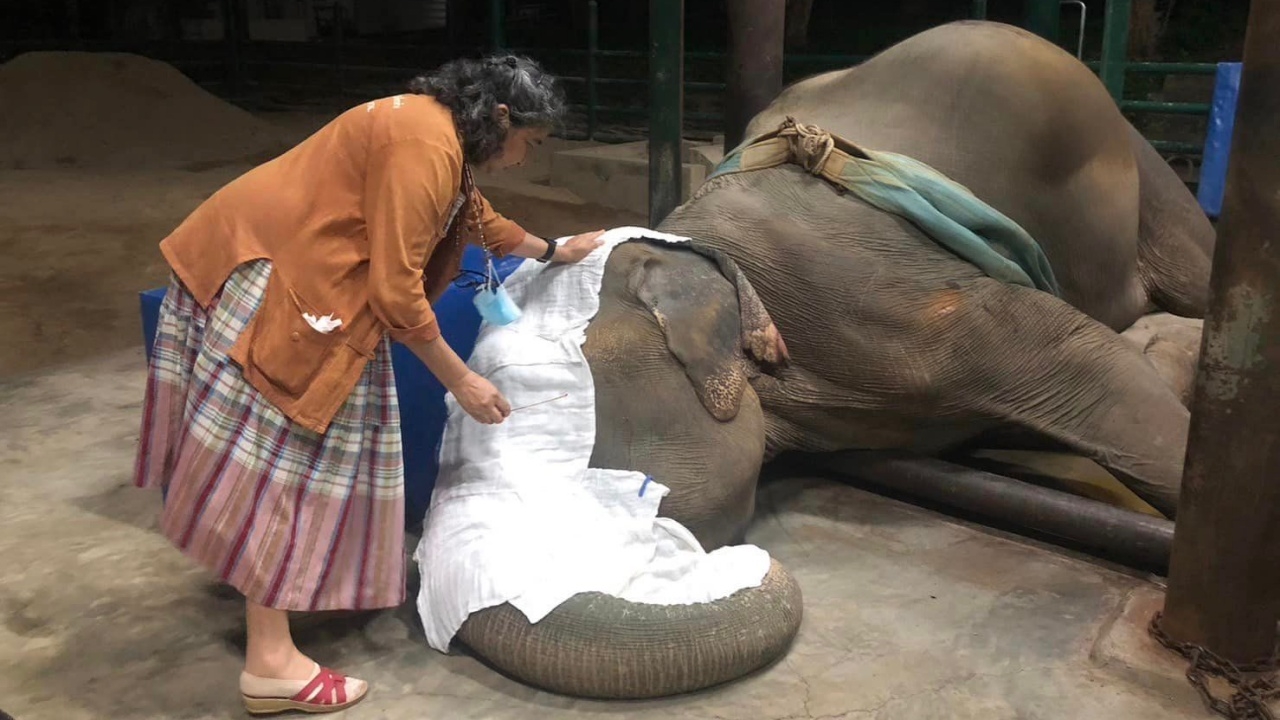 "โซไรดา" เผยนาทีตัดสินใจ คุยเจ้าของ "พังสีเวย" ยุติความทรมาน จากท้องผูก